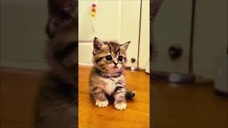 Pinter Dan Lucu kucinglucukitengemes