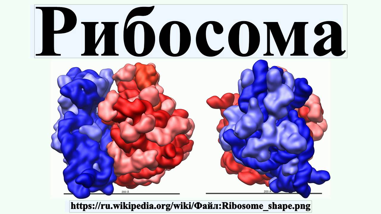 рибосома