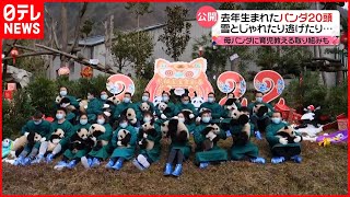 【パンダの赤ちゃん】20頭をお披露目！ 雪とじゃれたり逃げたり…　中国
