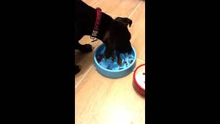 How stop puppy dog gulping food down by Nigel West 831 views 7 years ago 5 minutes, 25 seconds