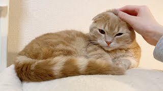 グータラ猫たちの様子が可愛すぎた！ by ねおの保護猫。 6,000 views 2 years ago 4 minutes, 53 seconds