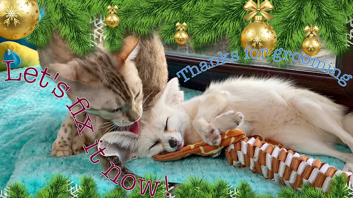 Watch the video about In the new year, fox Tiffany need to be clean and well-groomed.