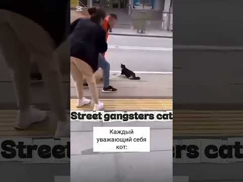 уличный кот