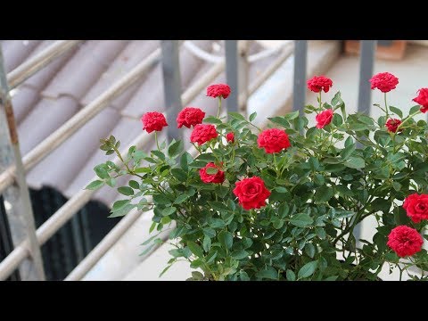 How to grow roses for beginners | Garden ideas