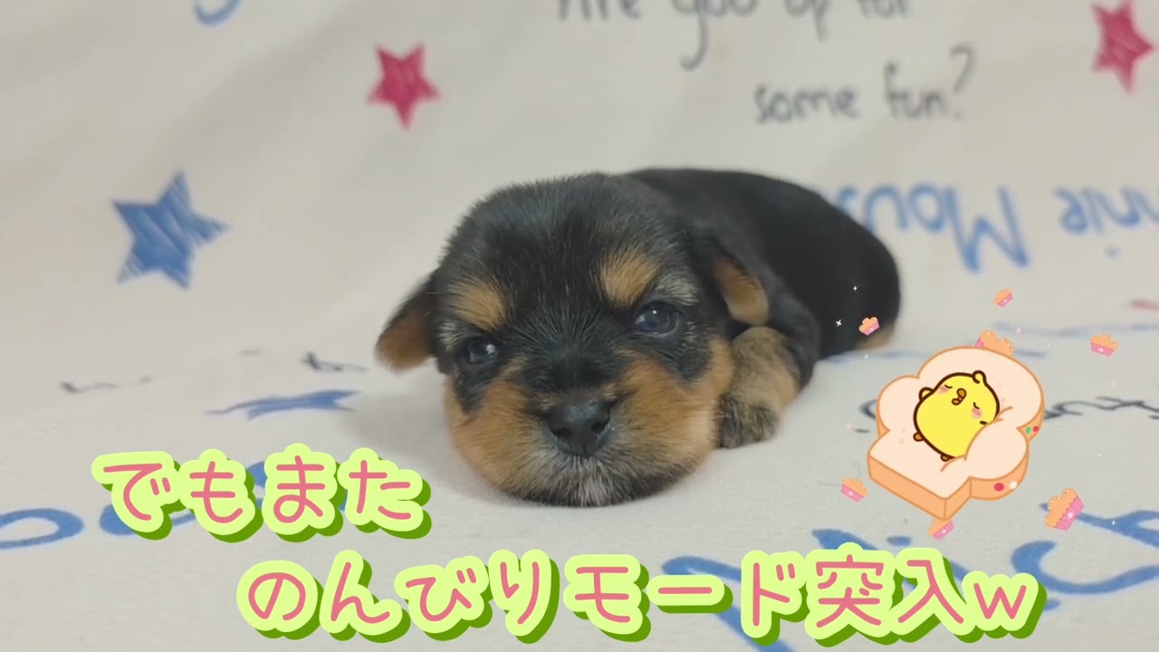 5/22生 ヨーキー仔犬【長女①】(ヨークシャーテリア) - YouTube