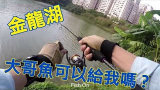 金龍湖試釣這麼小不要吃啦