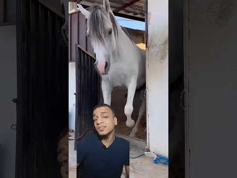 دا الحصان الذكي