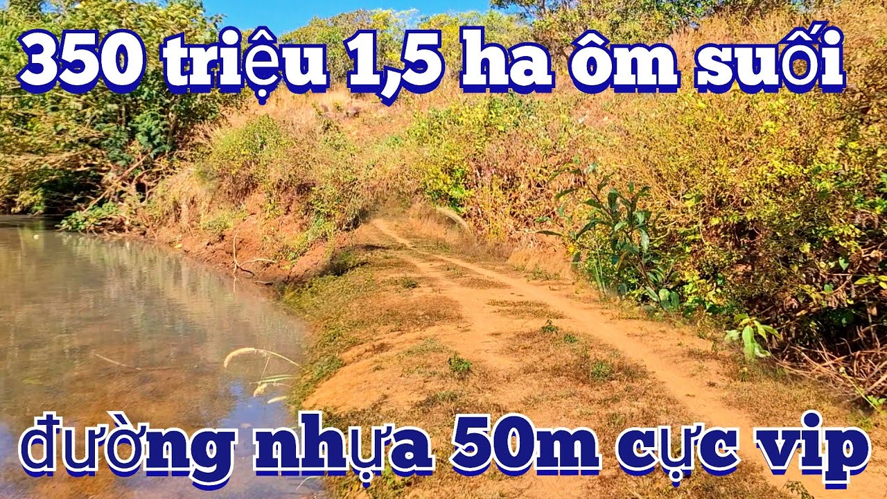 1,5 ha giáp lộ lớn đường vip đang trồng điều bán giá cực rẻ chỉ 350 triệu hết đất | đất vườn giá rẻ