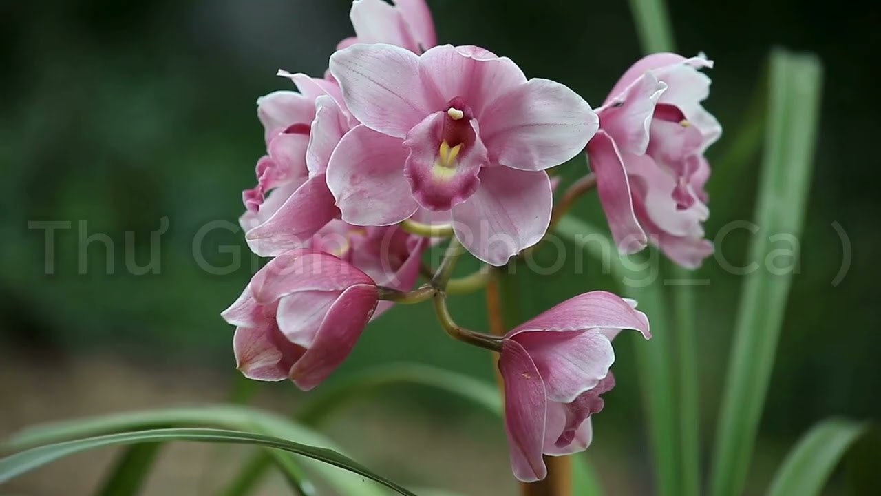 Chill Music with Phong_Ca 🎶 | Relax, Feel & Flow