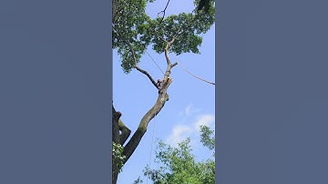 chainswa machine cutting tree branches #chainsaw #tree #treeremoval #treecutting