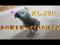 久しぶりにあの歌を歌ってくれたぼう♪ヨウムのるいちゃん