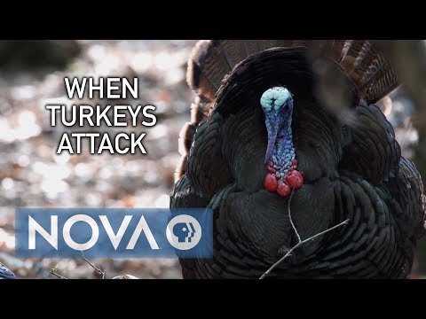 When Turkeys Attack
