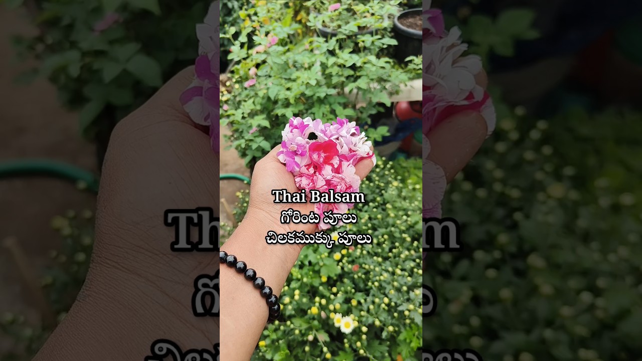 all types of seeds plants and fertilizers for sale 