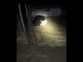 chupa cabra filmado por câmera.