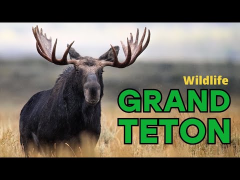 Wildlife in YELLOWSTONE and GRAND TETON National Park - Grizzly, moose, elk and more - Nikon Z9