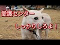 保健所から来た噛み犬！？愛護センターしっかりして下さいよ！Dog Rescue A&R