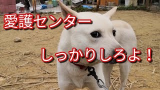 保健所から来た噛み犬 愛護センターに喝 娘といっしょ 保健所から来た噛み犬 愛護センターに喝 娘といっしょ