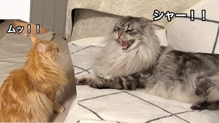 シャー！！と怒り顔のレムちと、挑発するオリー【大きい猫 メインクーン】