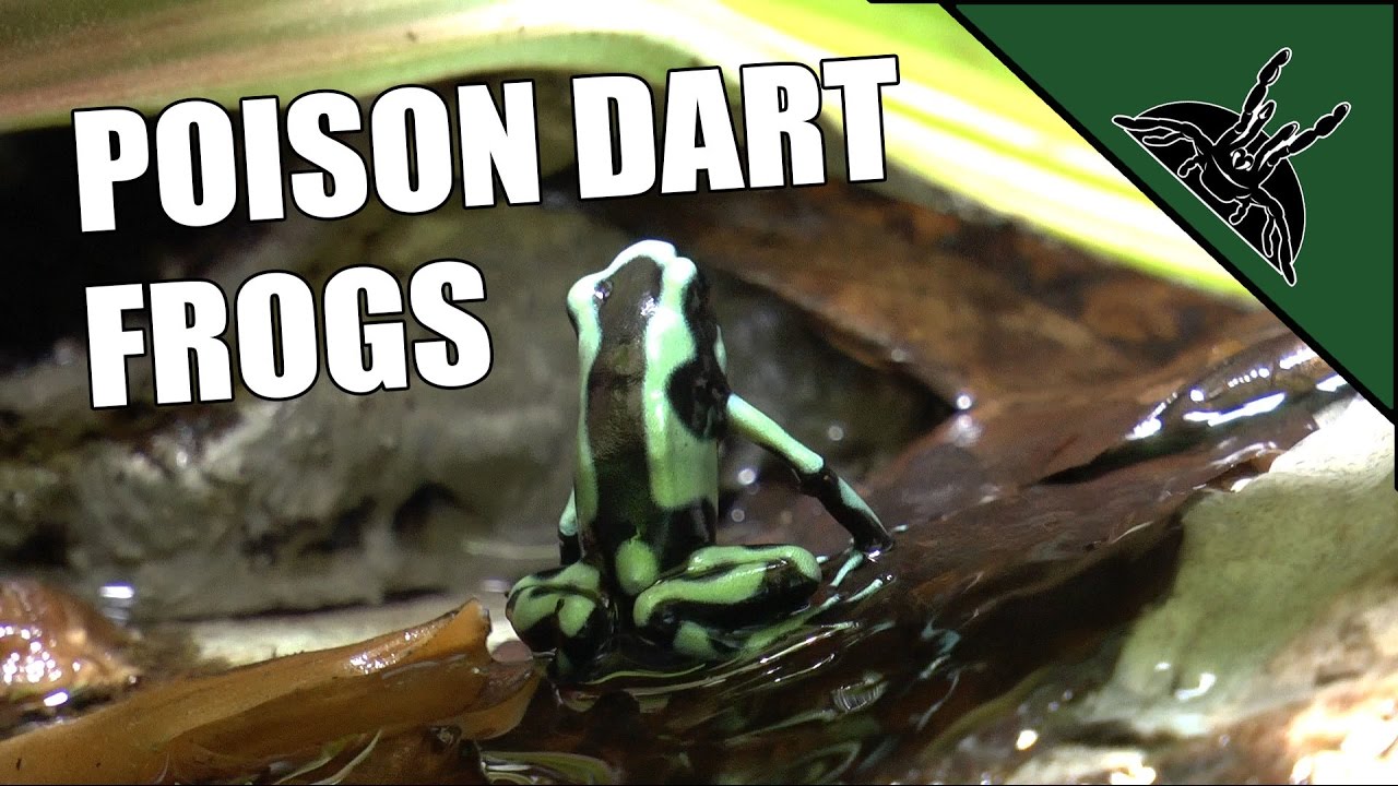 sheet bend Poison dart frogs - Dendrobates auratus