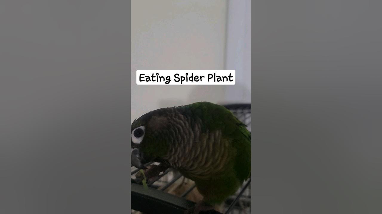 Eating Spider Plant YouTube