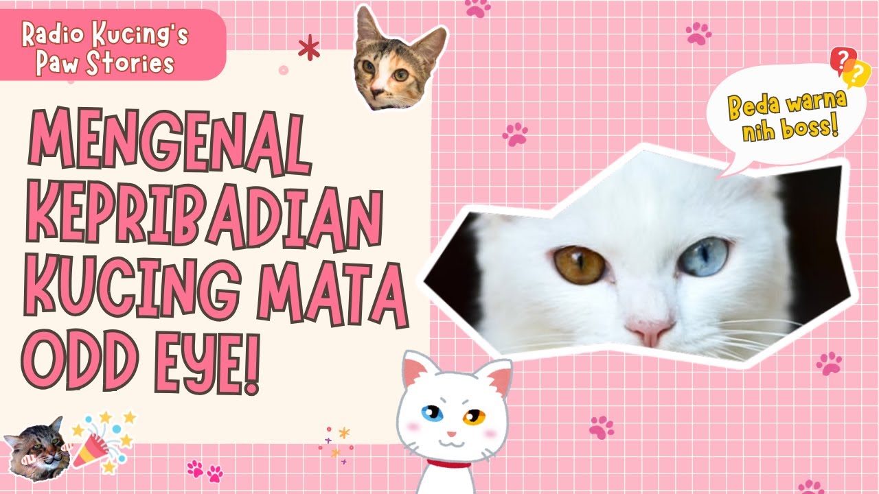 KUCING ODD EYE PUNYA KEPRIBADIAN GANDA?! YUK KETAHUI SIFATNYA!😻❤️  | Radio Kucing's Paw Stories #48