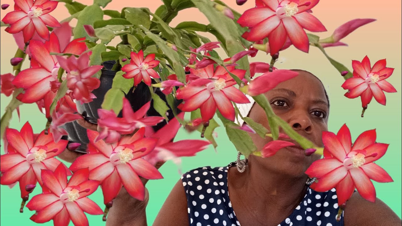 Como cuidar da flor de maio e garantir flores lindas. - YouTube