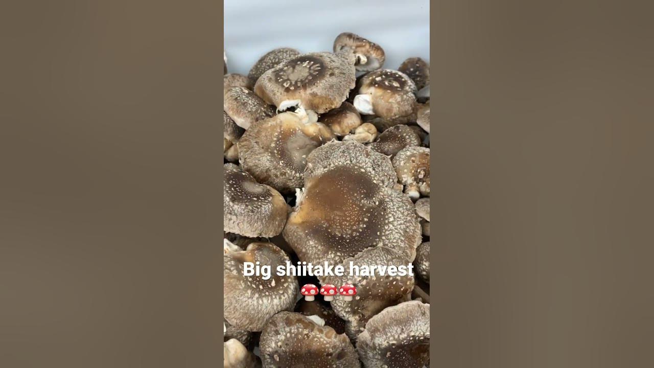 Big shiitake harvest #fungi #harvest #mushroom #growyourownfood #shiitake #aussie #aussiemushrooms