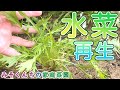 【家庭菜園】１度収穫した水菜が再生してきました。春菊も収穫【Vlog】