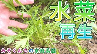 【家庭菜園】１度収穫した水菜が再生してきました。春菊も収穫【Vlog】