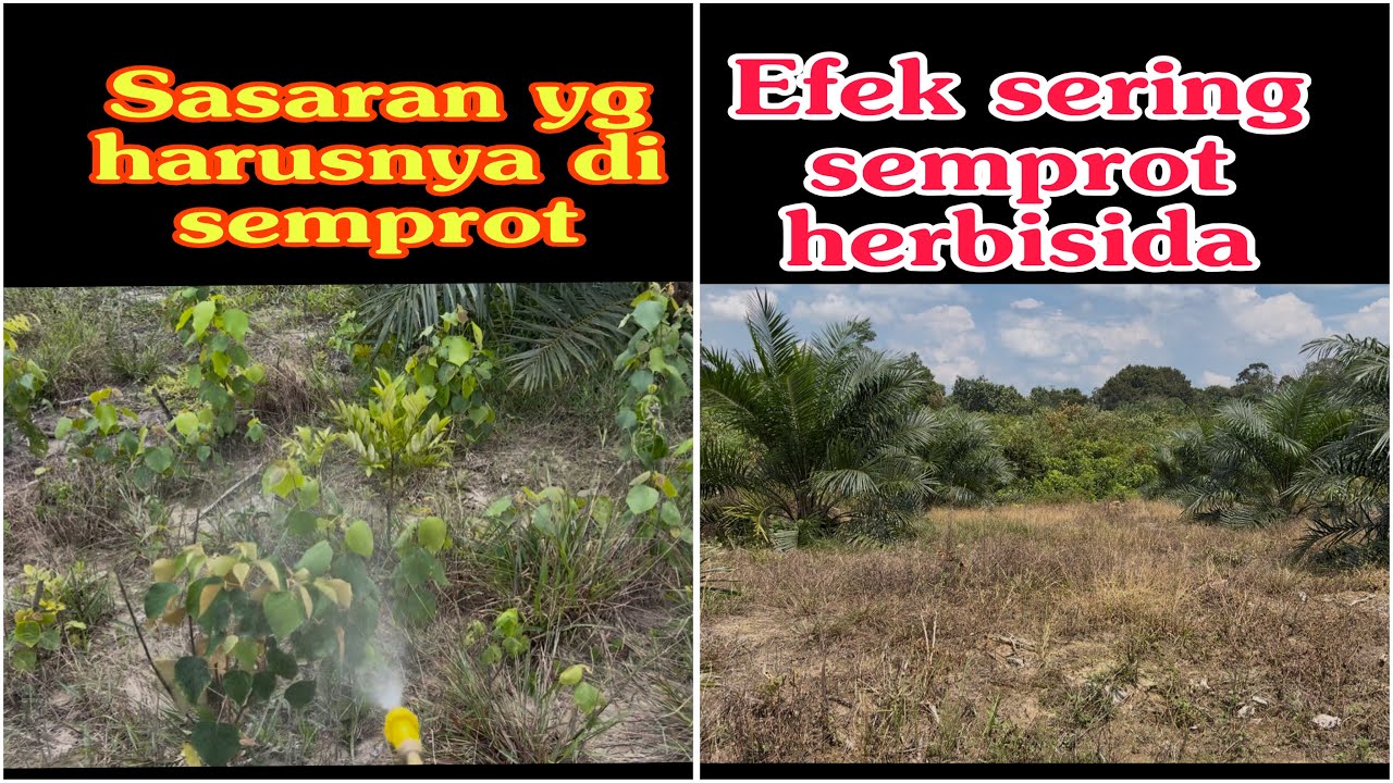 Экономичный способ использования гербицидов, безопасных для масличных пальм и поддерживающих их п...