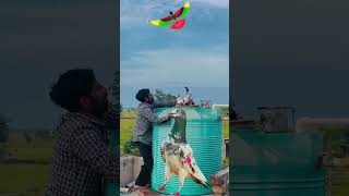 Pigion Lover Subscribe My Chanel Watch Full Video