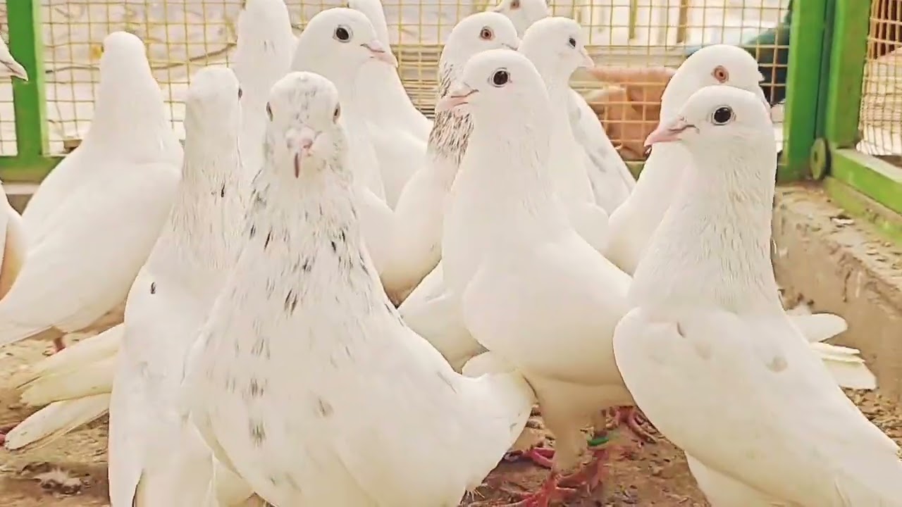 15 kbuter malwai for sell 7248478517