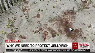 Why we need to protect jellyfish