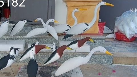 cò trắng 0989 485 182. @ 12#