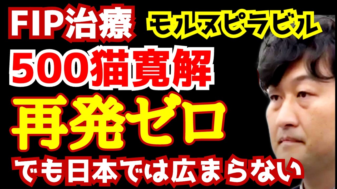 【FIP治療】500猫寛解、再発ゼロ。それでも日本では広まらない理由｜第164話＠猫伝染性腹膜炎