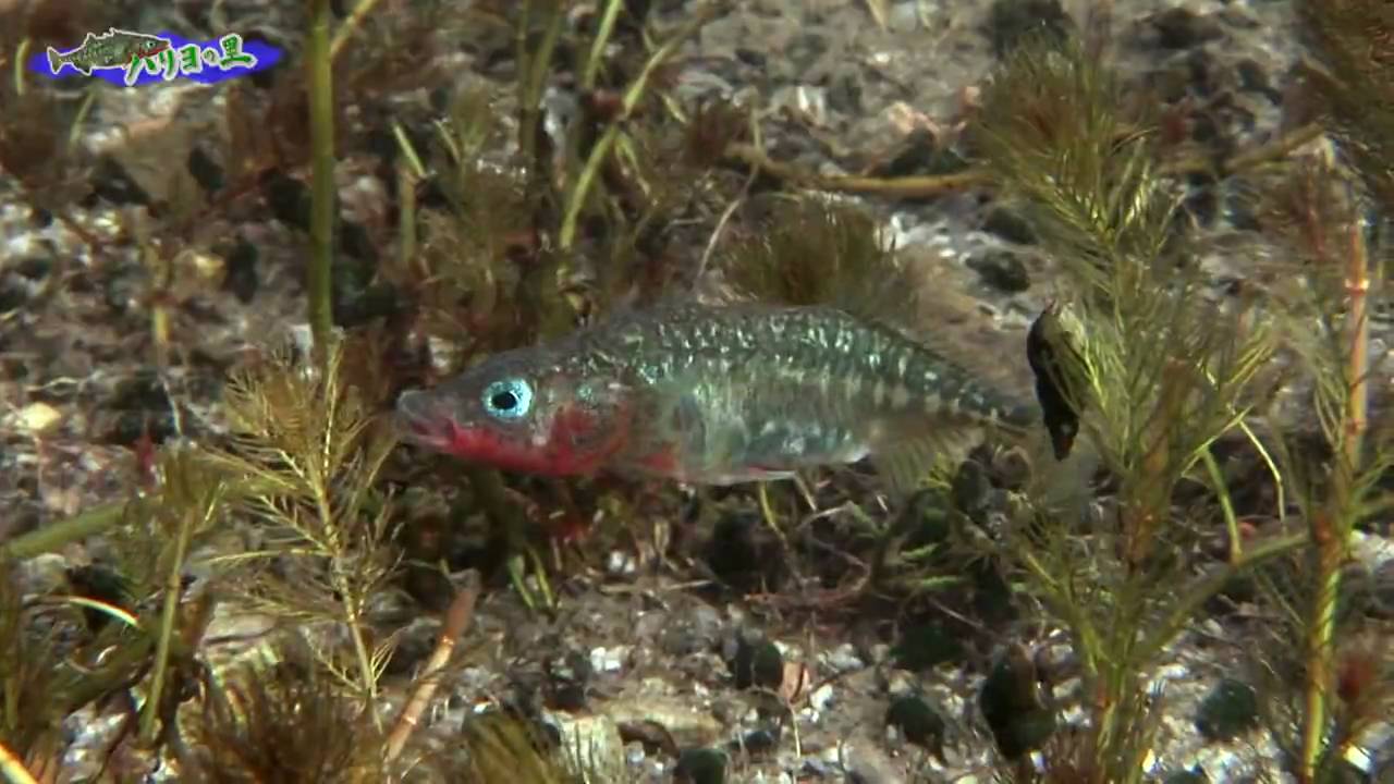 ハリヨの里 醒ヶ井 梅花藻と絶滅危惧種ハリヨの水中映像など Youtube ハリヨの里 醒ヶ井 梅花藻と絶滅危惧種ハリヨの水中映像など Youtube