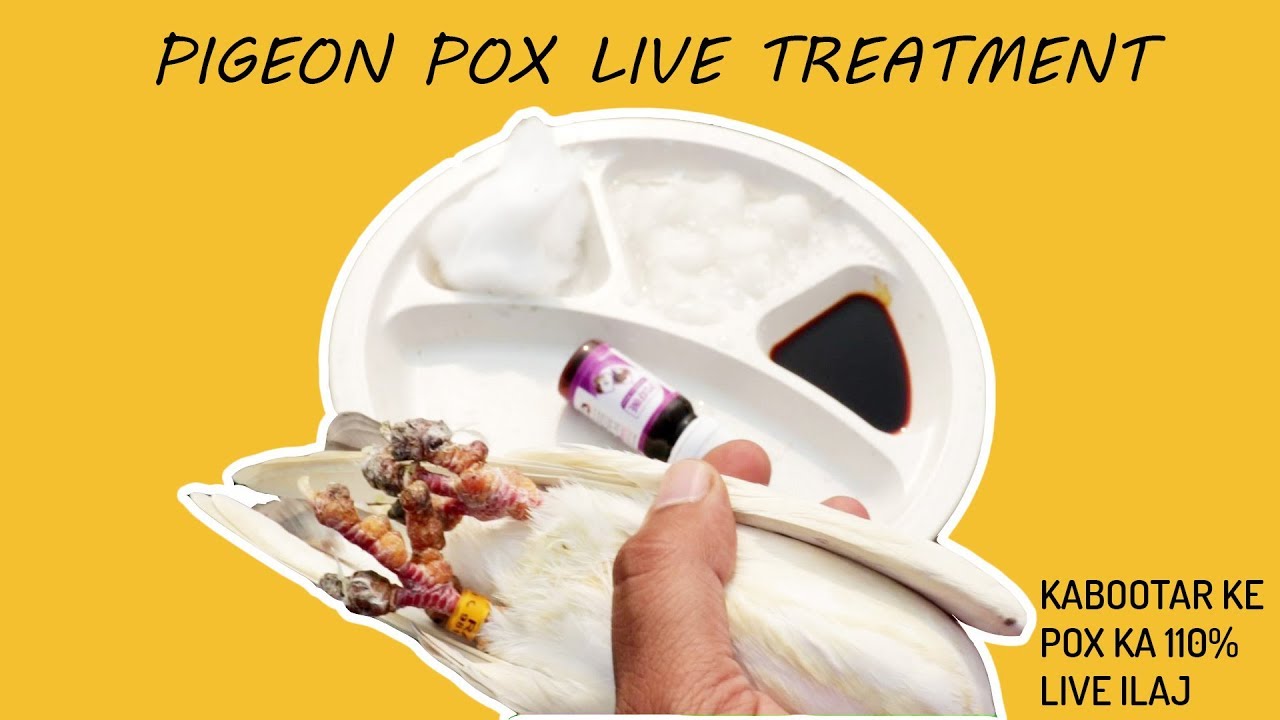 PIGEON POX TREATMENT LIVE !! KABOOTAR KE POX KA ILAJ