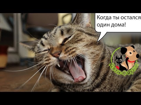 Если уезжаем, как поступить с кошкой, взять с собой или...?