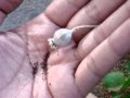 Poppy seed collecting