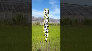 田んぼの草取り💪🏻#そらの野菜 #自然栽培 #無農薬 #無肥料 #無施肥 #マクロビオティック #マクロビ #野菜宅配 #たはら暮らし #農業 #家庭菜園 #shorts