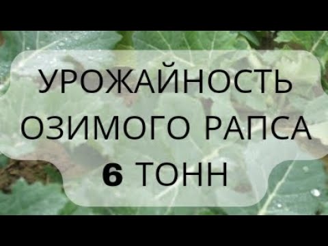 🚩6 тонн - урожайность озимого рапса в СПК имени Деньщикова