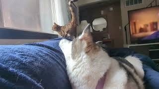 Even huskies want bengal kisses! by Bengal Cats 1,218 views 2 months ago 2 minutes, 53 seconds