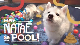 FIRST POOL PARTY OF 3 HUSKY PUPPIES! + 1ST VACCINE