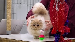 CFA International 2016  Purple Show.Persian kitten solid class