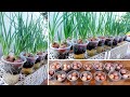 Tips for growing onions in water easy and fast to harvest