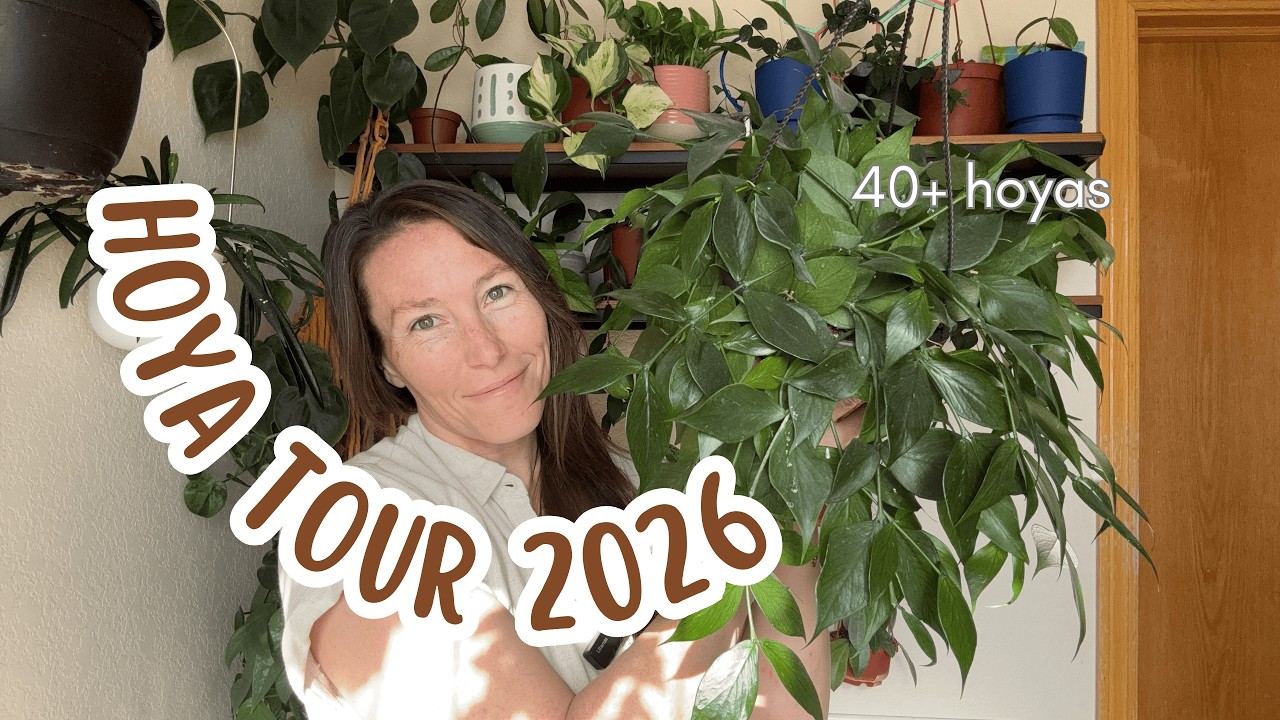 Hoya Tour 2026 || 40 varieties and counting