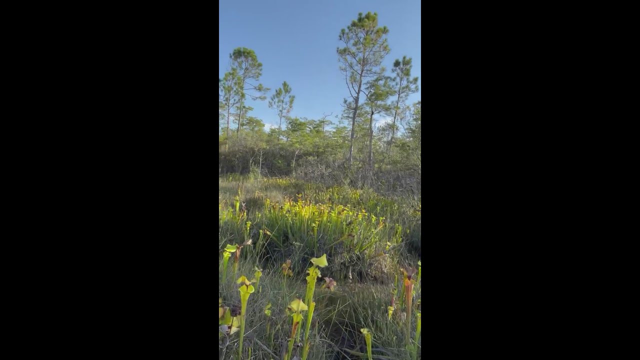 Yellow Pitcher Plant  Sarracenia flava   #pitcherplant  #carnivorousplants #wildflowers