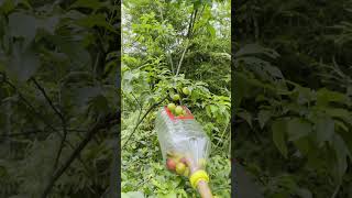 Stop Using Ladders! DIY Plastic Bottle Picker, Safe and Efficient