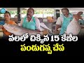   15      yanam   pandugappa  barramundi  fish   idream gold