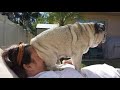 AWW SOO Cute and Funny Pug Puppies - Funniest Pug Ever #9